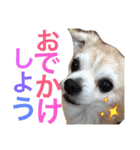 お犬様様（個別スタンプ：35）