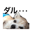 お犬様様（個別スタンプ：36）