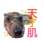 お犬様様（個別スタンプ：37）