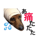 お犬様様（個別スタンプ：38）