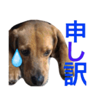 お犬様様（個別スタンプ：39）