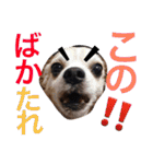 お犬様様（個別スタンプ：40）