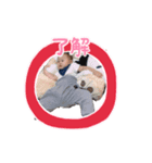 aosyan（個別スタンプ：6）