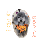 ぎんのすけくん1（個別スタンプ：1）