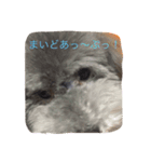 ぎんのすけくん1（個別スタンプ：8）