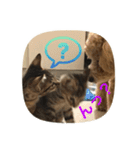 とても可愛いワンニャン家族（個別スタンプ：2）