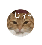 とても可愛いワンニャン家族（個別スタンプ：15）