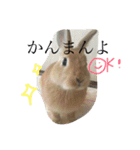 宇和島弁で喋るきなこ（個別スタンプ：4）