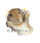 宇和島弁で喋るきなこ（個別スタンプ：15）