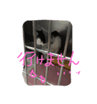 ちょびネコちゃん（個別スタンプ：4）