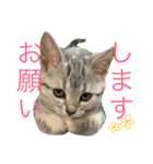 アメショ猫のにゃろちゃんスタンプ（個別スタンプ：2）