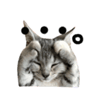 アメショ猫のにゃろちゃんスタンプ（個別スタンプ：3）