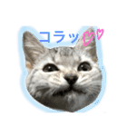 アメショ猫のにゃろちゃんスタンプ（個別スタンプ：5）