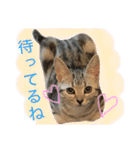 アメショ猫のにゃろちゃんスタンプ（個別スタンプ：8）