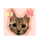 アメショ猫のにゃろちゃんスタンプ（個別スタンプ：11）