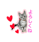 アメショ猫のにゃろちゃんスタンプ（個別スタンプ：14）