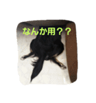 mameko＆choco（個別スタンプ：2）