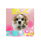 戸塚犬（個別スタンプ：10）