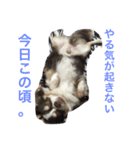 ぶさいくチワワ〜まろの日常〜（個別スタンプ：5）