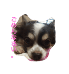 ぶさいくチワワ〜まろの日常〜（個別スタンプ：27）