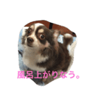 ぶさいくチワワ〜まろの日常〜（個別スタンプ：38）