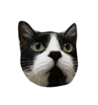 b＆w cat（個別スタンプ：1）