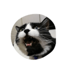 b＆w cat（個別スタンプ：2）