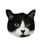 b＆w cat（個別スタンプ：3）