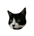 b＆w cat（個別スタンプ：4）