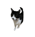 b＆w cat（個別スタンプ：5）