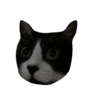 b＆w cat（個別スタンプ：6）