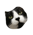 b＆w cat（個別スタンプ：7）