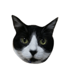 b＆w cat（個別スタンプ：8）