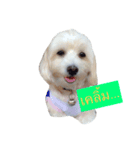 DogZaNook（個別スタンプ：1）