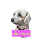 DogZaNook（個別スタンプ：2）