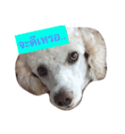 DogZaNook（個別スタンプ：3）