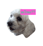 DogZaNook（個別スタンプ：4）