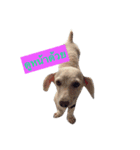 DogZaNook（個別スタンプ：6）