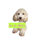 DogZaNook（個別スタンプ：8）