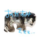 チワックス(チロル)（個別スタンプ：6）