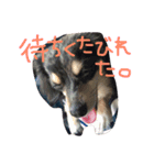 チワックス(チロル)（個別スタンプ：7）