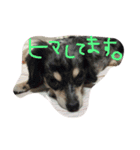 チワックス(チロル)（個別スタンプ：8）