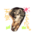 チワックス(チロル)（個別スタンプ：13）