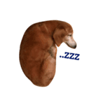 私の犬のアイです。（個別スタンプ：1）