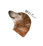 私の犬のアイです。（個別スタンプ：2）