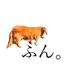私の犬のアイです。（個別スタンプ：3）