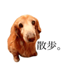 私の犬のアイです。（個別スタンプ：4）