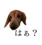 私の犬のアイです。（個別スタンプ：5）