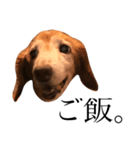 私の犬のアイです。（個別スタンプ：6）