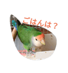 コザクラインコの リリーとジョニー1（個別スタンプ：34）